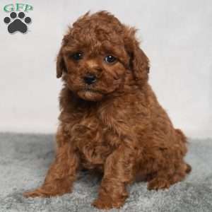 Isaac, Cavapoo Puppy